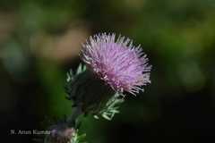 Saussurea heteromalla